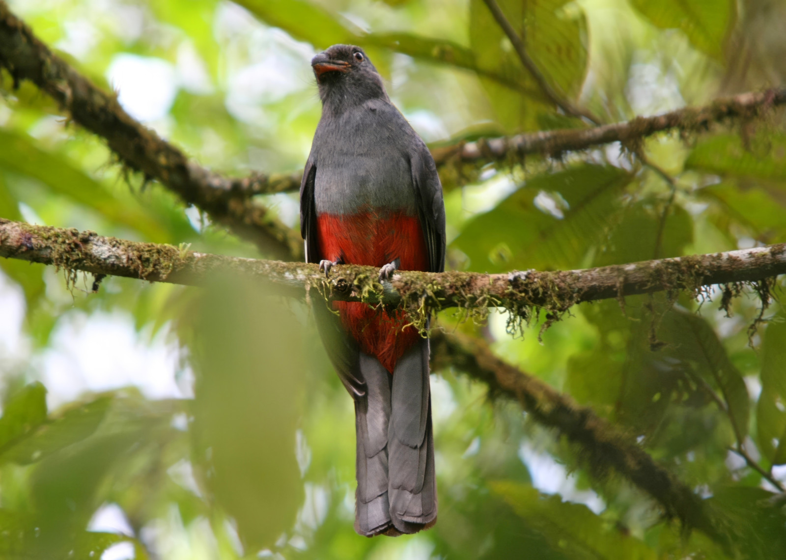 image Slaty-tailed Trogon